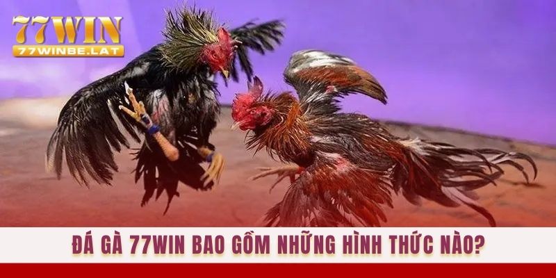 Đá gà 77win bao gồm những hình thức nào?