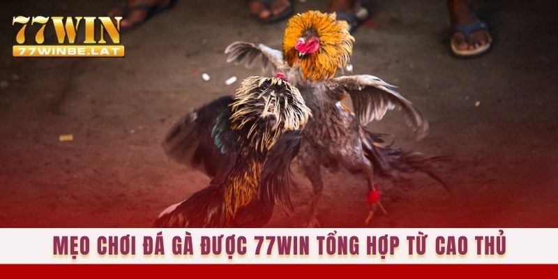 Mẹo chơi đá gà được 77win tổng hợp từ cao thủ